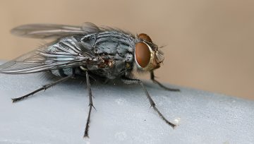 Как избавиться от мух в доме