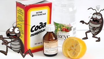 Существует ли действительно эффективное средство от тараканов?